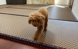 �t���[�����O�ɘa����