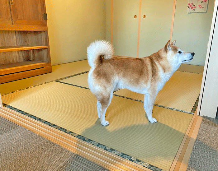 ���킢�����������Ƙa����