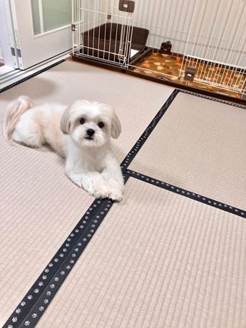 ���킢���đ��Y����