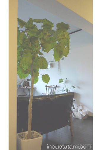 ���c�l�@�L���������܂����B�@���㋤�X�������肢�v���܂��B