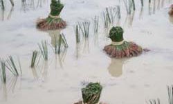 ������\�̂ł���܂ŁB